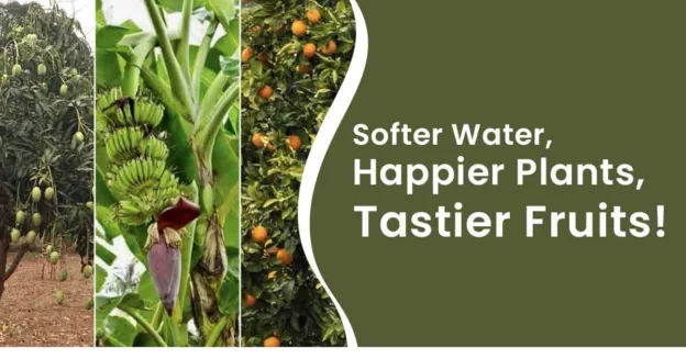 Fruit farming and fruit using Agriculture Water Softener.