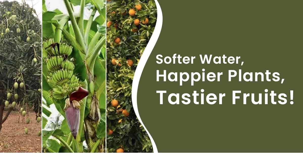 Fruit Farming is not Possible in 2024…If You Don’t Have E-Soft Agriculture Water Softener!